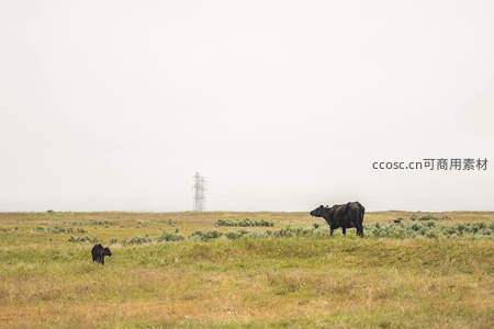 母子牛悠然草原漫步