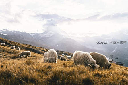 雪山脚下羊群觅食