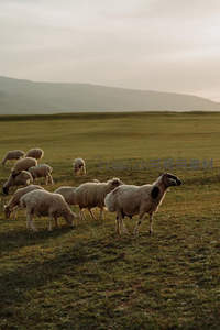 晨曦牧场，羊群漫步于辽阔草原