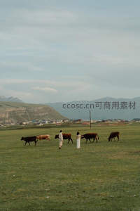草原牧歌：牛群与牧人共绘田园画卷