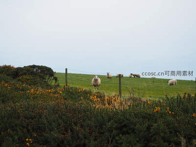 绿坡羊群与野花丛中的田园牧歌