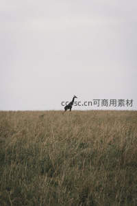 草原孤影长颈鹿伫立天地间