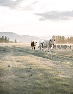三牛踏晨露，缓步草原归家路