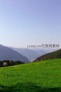 青翠山谷野花点缀春光