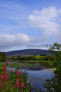 湖畔粉红野花点缀静谧水面倒映蓝天