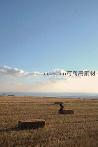 金黄麦田中的孤独身影与远海