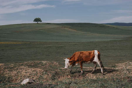 草原漫步的牛与孤树丘陵