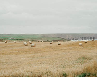 秋收之后：金黄麦田里的草垛群