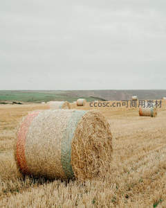 近景草垛：丰收季节的田野主角