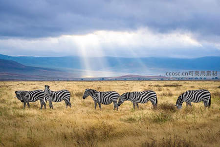 草原斑马群沐浴神圣光束