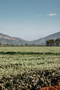 翠绿茶园与远山相映成趣