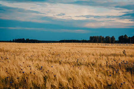 麦浪起伏间点缀蓝色小花