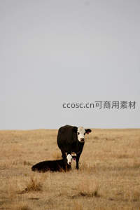草原上的黑白母牛与小牛