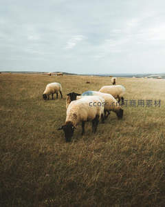 草原上悠闲吃草的羊群特写