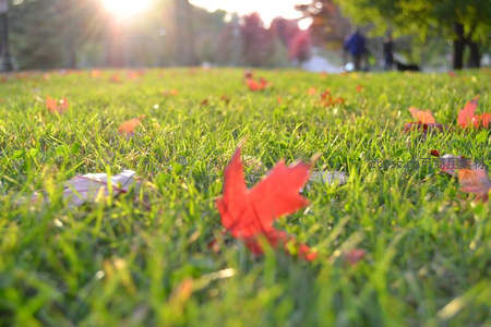 秋叶飘落草坪上，夕阳余晖暖人心