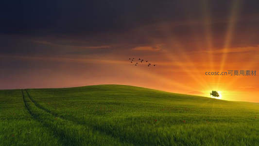 日落时分飞鸟掠过绿野