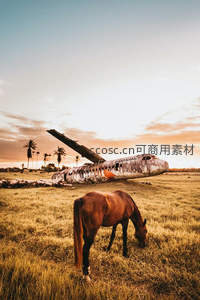废墟与生灵：棕马悠然吃草于坠毁飞机旁