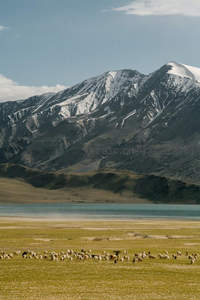 雪山湖泊旁的羊群牧场