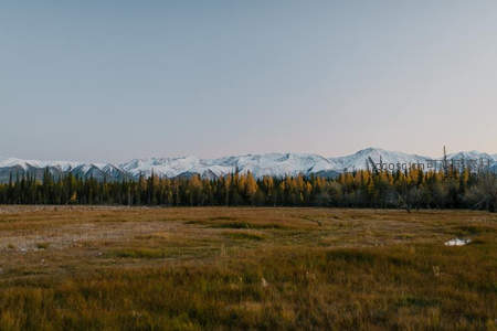 金色林带与雪山相望