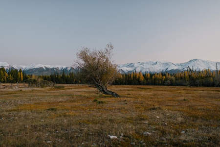 孤树独立草原雪峰前
