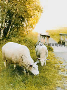 羊群路边悠闲吃草