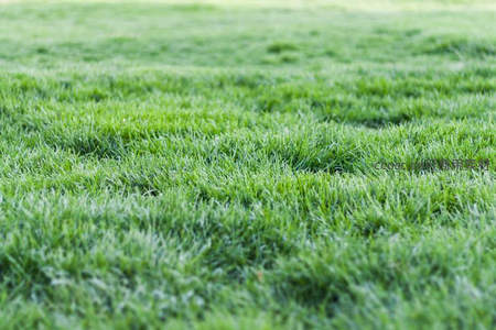 微距视角下的青翠草坪纹理