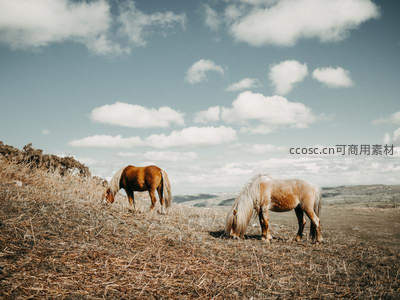 两匹骏马低头啃食干草坡上白云悠悠