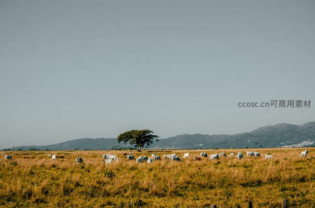孤树矗立金黄麦田牛群散布远山如黛