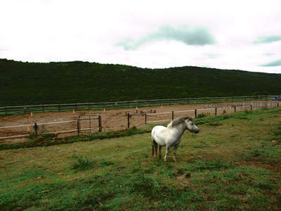 白色骏马伫立在围栏旁的绿草地