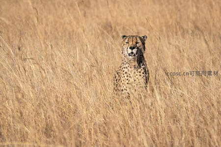 猎豹隐匿于金黄草丛中凝视前方