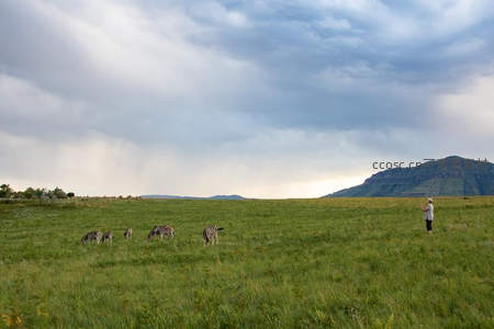 草原斑马群旁游客驻足拍摄自然奇景