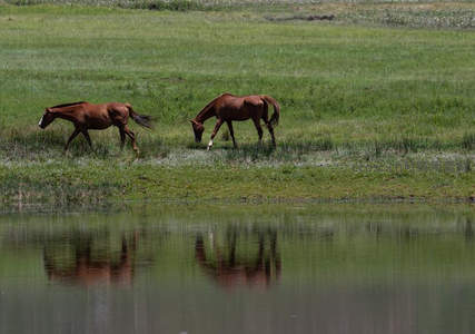 湖畔双骏缓步饮水倒影如镜面般清晰