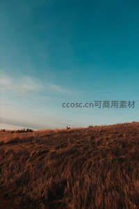 夕阳下草原孤鹿剪影