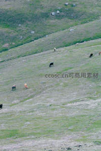 山坡牧场牛群悠然觅食的田园景象