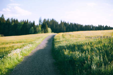 乡间小路通向花海森林的梦幻景致