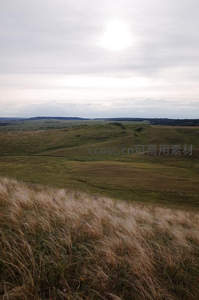 风中摇曳的草原与辽阔天际线