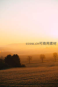 晨曦薄雾笼罩的金色田野