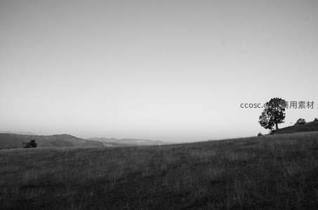 黑白影像中的孤独山丘与树