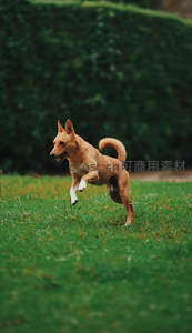 棕狗在绿草坪上欢快奔跑跳跃