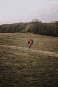 孤马在广阔田野低头安静吃草