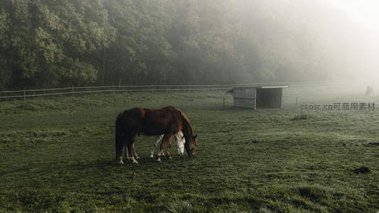 晨雾中两匹马在牧场悠闲吃草