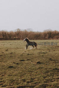 黑马在空旷草地上自由驰骋奔跑