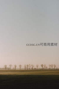 黄昏田野上一排枯树剪影如画