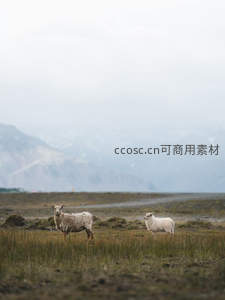高原草甸上的两只羊