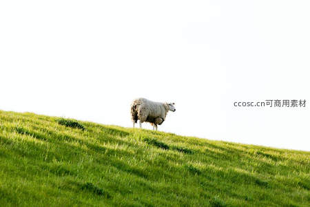 孤羊伫立青翠山丘之上远眺远方
