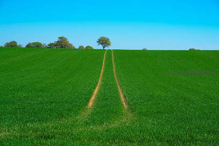 孤树矗立广袤麦田中