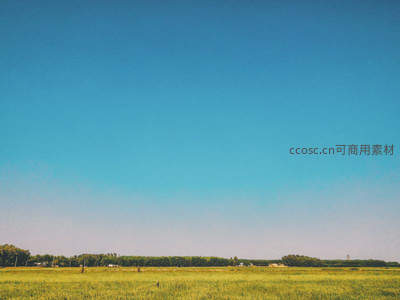 晴空万里下的金黄麦田