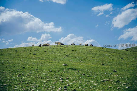 蓝天白云下牛群悠然吃草