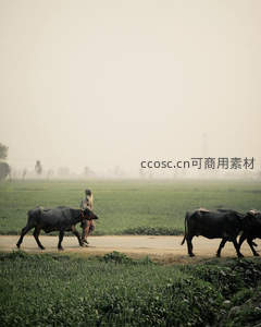 农夫牵水牛走过田野乡间小路