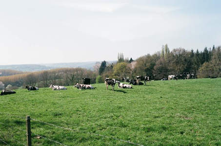 牧场闲适：绿坡上的黑白奶牛群